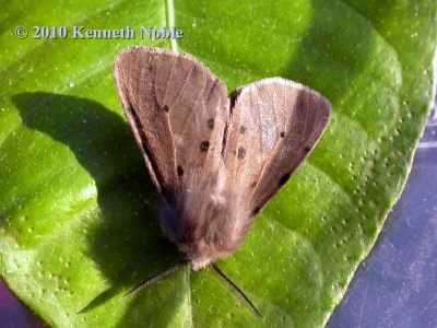 muslin moth (Diaphora mendica) Kenneth Noble